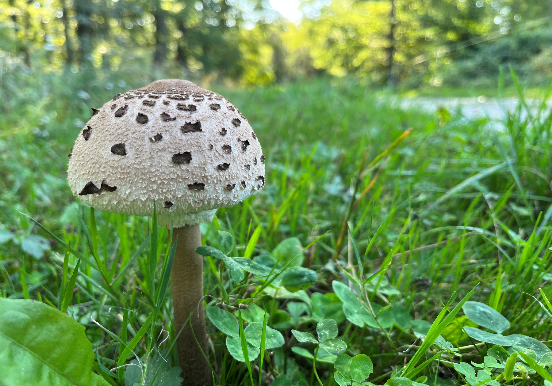 sopronihegyek.hu
